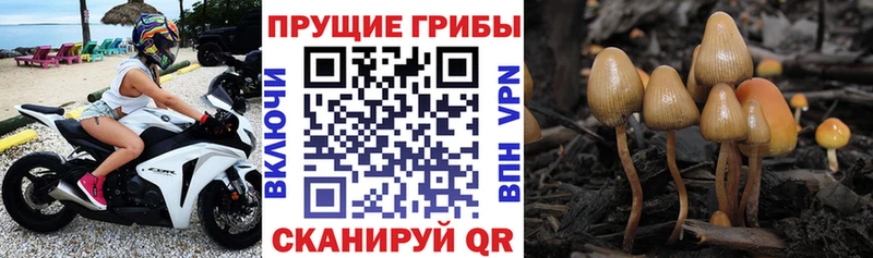 Псилоцибиновые грибы мицелий Кимры